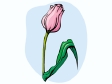 tulip3.gif