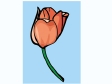 tulip7.gif