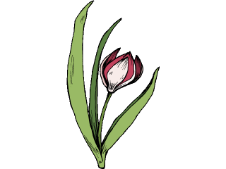 tulip.gif