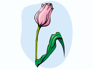 tulip3.gif