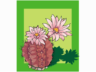 gymnocalycium_mihanovichii.gif