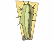 cactus101312.gif