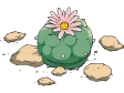 cactus331212.gif