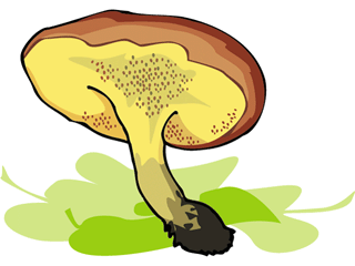 mushroom10.gif