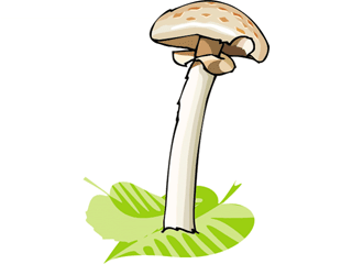 mushroom16.gif