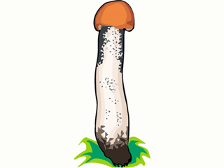 mushroom23.gif