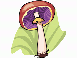 mushroom32.gif