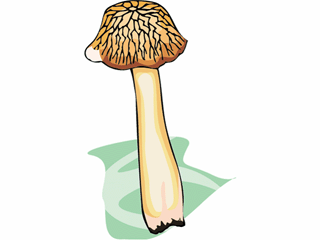 mushroom54.gif