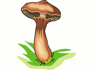 mushroom65.gif