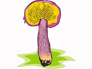mushroom7.gif