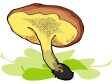 mushroom10.gif