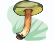 mushroom27.gif