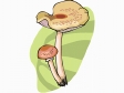 mushroom33.gif